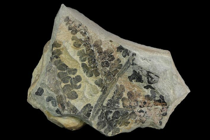 Pennsylvanian Fossil Fern (Sphenopteris) Plate - Kentucky #126218